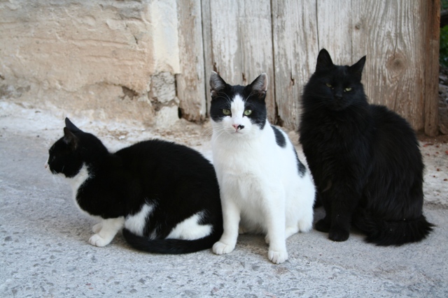 GreekSTRAYS - Animal Welfare in Ermioni